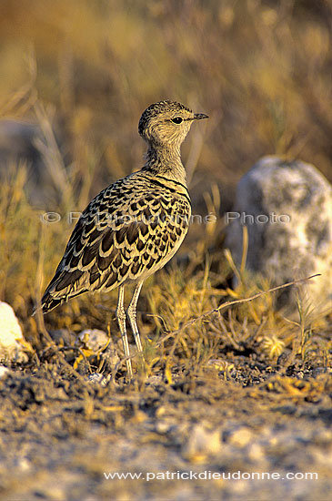 Doublebanded Courser (Rhinoptilus africanus), Namibia - Courvite à double collier (SAF-BIR-0157)