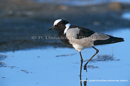 Blacksmith Plover (Vanellus armatus), Botswana - Vanneau armé (saf-bir-0307)