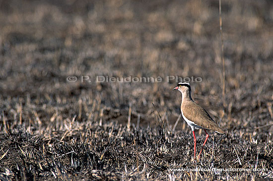 Crowned Plover (Vanellus coronatus) - Vanneau couronné, Afrique du sud (saf-bir-0308)