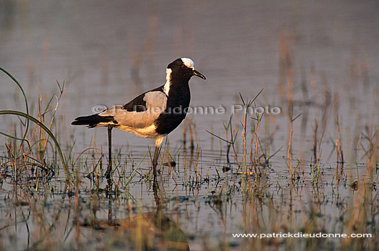 Blacksmith Plover (Vanellus armatus), Botswana - Vanneau armé (saf-bir-0312)