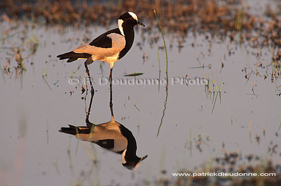 Blacksmith Plover (Vanellus armatus), Botswana - Vanneau armé (saf-bir-0313)