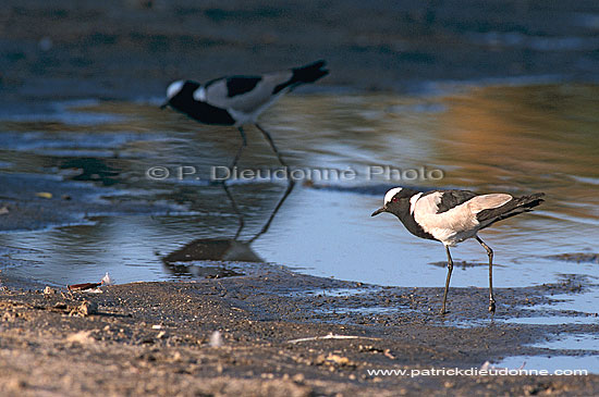 Blacksmith Plover (Vanellus armatus), Botswana - Vanneau armé (saf-bir-0314)