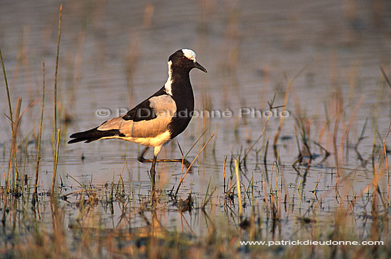 Blacksmith Plover (Vanellus armatus), Botswana - Vanneau armé (saf-bir-0315)