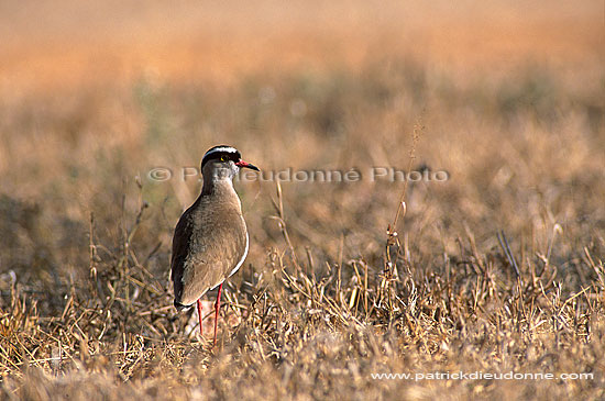 Crowned Plover (Vanellus coronatus) - Vanneau couronné, Afrique du sud (saf-bir-0316)