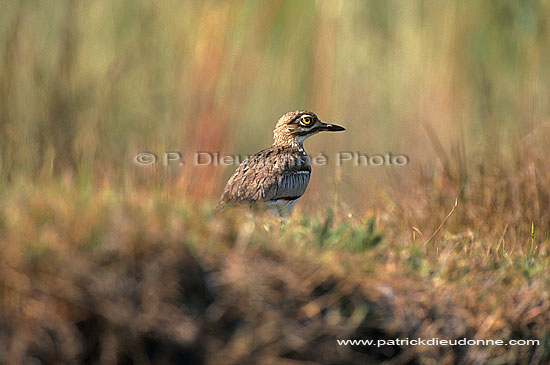 Water dikkop (Burhinus capensis) - Oedicnème vermiculé, Botswana (saf-bir-0318)