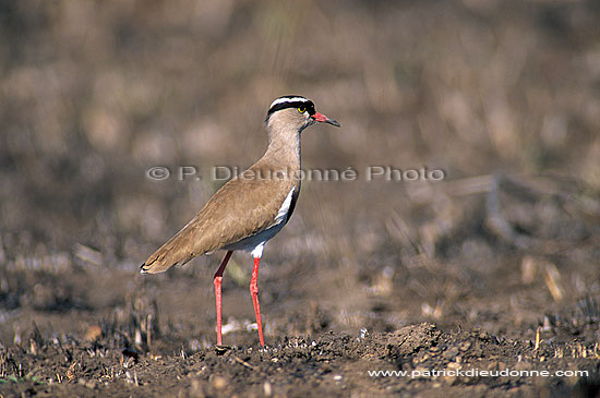 Crowned Plover (Vanellus coronatus) - Vanneau couronné, Afrique (saf-bir-0319)