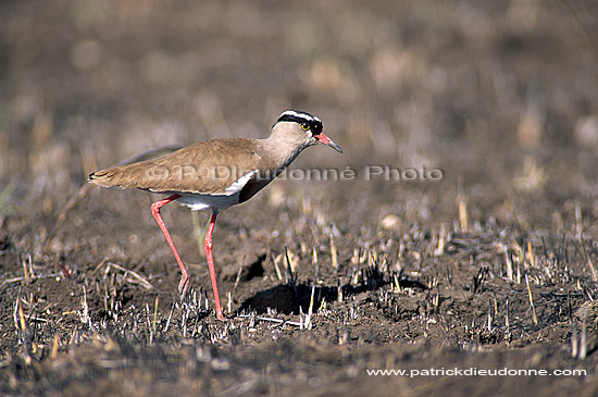 Crowned Plover (Vanellus coronatus) - Vanneau couronné, Afrique (saf-bir-0320)