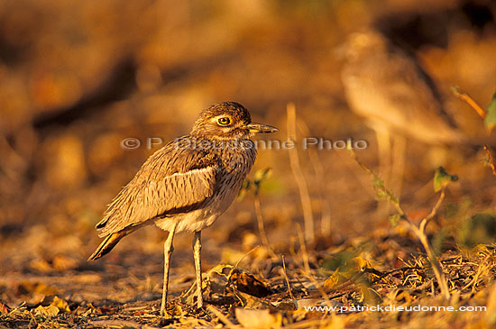 Water dikkop (Burhinus capensis) - Oedicnème vermiculé, Botswana (saf-bir-0321)