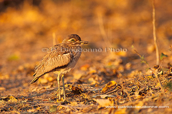 Water dikkop (Burhinus capensis) - Oedicnème vermiculé, Botswana (saf-bir-0322)