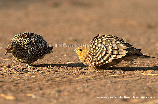 Namaqua Sandgrouse (Pterocles namaqua) - Ganga namaqua, Namibie (saf-bir-0341)