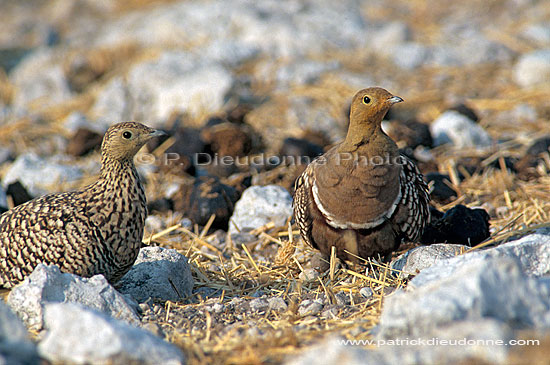 Namaqua Sandgrouse (Pterocles namaqua) - Ganga namaqua, Namibie (saf-bir-0342)