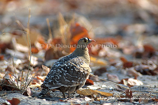 Doublebanded Sandgrouse (Pterocles bicinctus) - Ganga bibande, Botswana (saf-bir-0350)