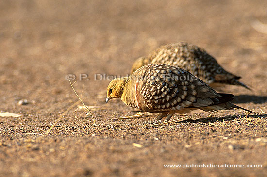 Namaqua Sandgrouse (Pterocles namaqua) - Ganga namaqua, Namibie (saf-bir-0352)