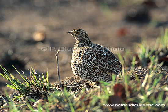 Doublebanded Sandgrouse (Pterocles bicinctus) - Ganga bibande, Botswana (saf-bir-0354)