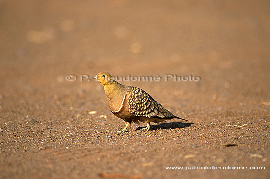 Namaqua Sandgrouse (Pterocles namaqua) - Ganga namaqua, Namibie (saf-bir-0355)