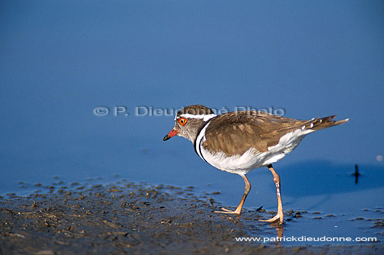 Threebanded plover, Botswana - Gravelot à triple collier (Charadrius tricollaris) (saf-bir-0357)