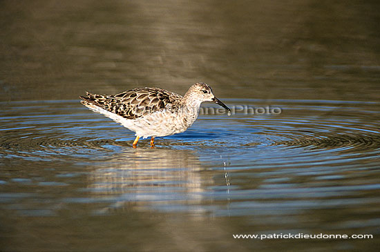 Ruff (Philomachus pugnax), Botswana - Combattant varié (saf-bir-0358)