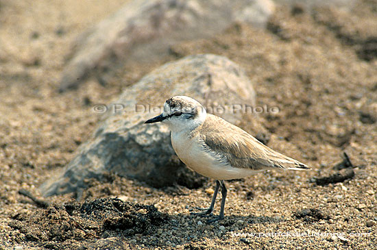 Whitefronted Plover (Charadrius marginatus) - gravelot à front blanc (saf-bir-0359)