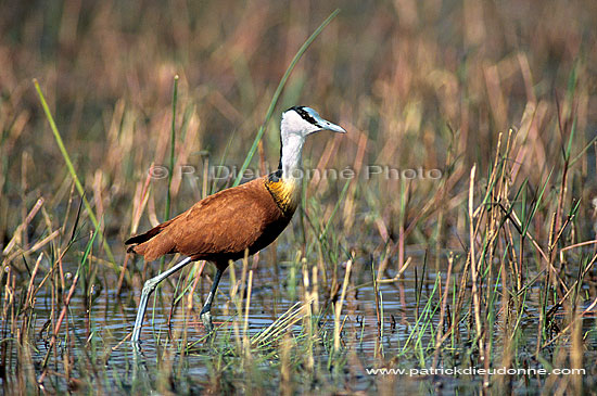 African Jacana (Actophilornis africanus), Botswana - Jacana africain (saf-bir-0360)