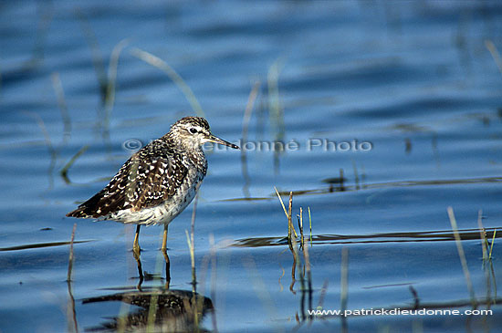 Wood Sandpiper (Tringa glareola) - Chevalier sylvain, Botswana (saf-bir-0361)