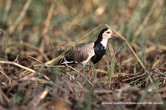 Longtoed Plover (Vanellus crassirostris), Botswana - Vanneau à ailes blanches (saf-bir-0362)