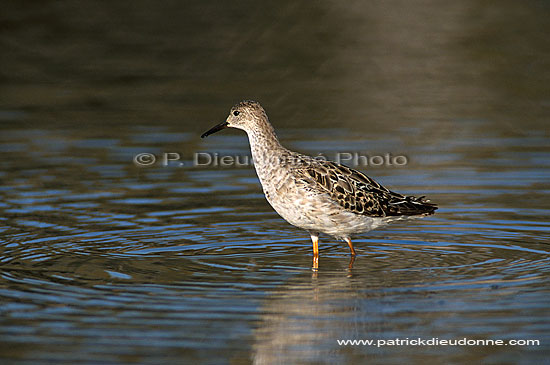 Ruff (Philomachus pugnax), Botswana - Combattant varié (saf-bir-0363)