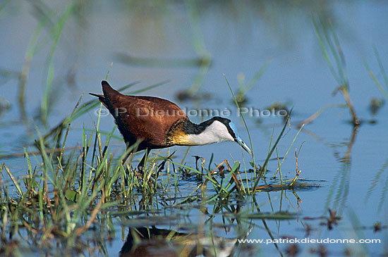 African Jacana (Actophilornis africanus), Botswana - Jacana africain (saf-bir-0364)