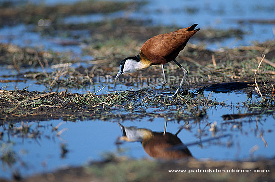 African Jacana (Actophilornis africanus), Botswana - Jacana africain (saf-bir-0365)