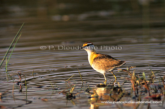 Lesser Jacana (Microparra capensis), Botswana - Jacana nain (saf-bir-0366)