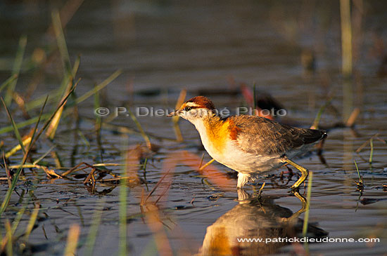 Lesser Jacana (Microparra capensis), Botswana - Jacana nain (saf-bir-0367)