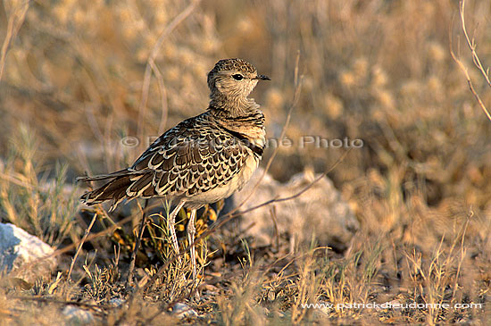 Doublebanded Courser (Rhinoptilus africanus), Namibia - Courvite à double collier (saf-bir-0369)