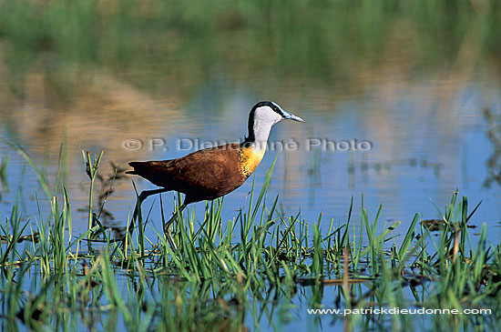 African Jacana (Actophilornis africanus), Botswana - Jacana africain (saf-bir-0370)