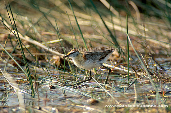 Lesser Jacana (Microparra capensis), Botswana - Jacana nain (saf-bir-0371)