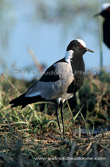 Blacksmith Plover (Vanellus armatus), Botswana - Vanneau armé (saf-bir-0522)