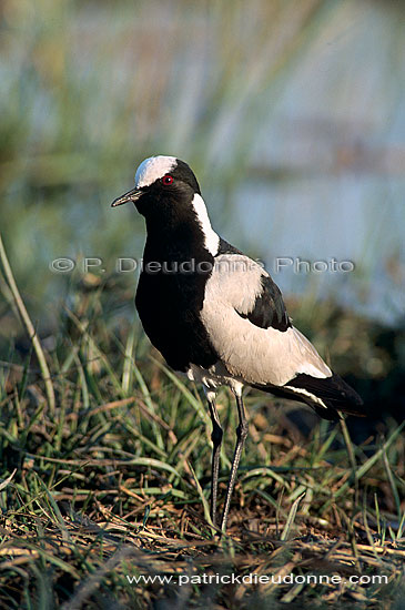 Blacksmith Plover (Vanellus armatus), Botswana - Vanneau armé (saf-bir-0523)