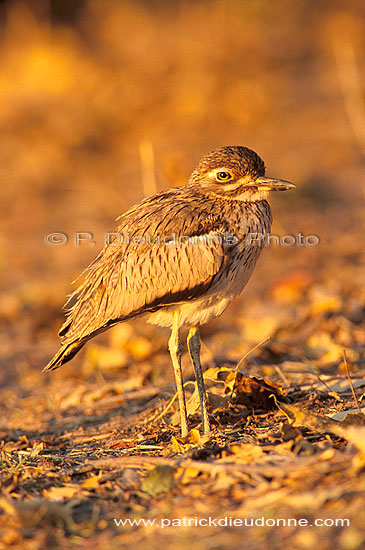 Water dikkop (Burhinus capensis) - Oedicnème vermiculé, Botswana (saf-bir-0524)