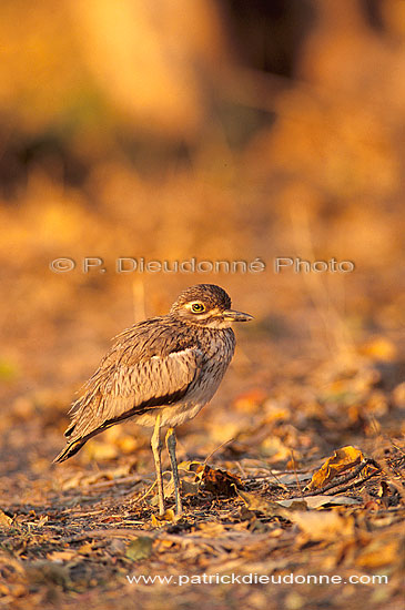 Water dikkop (Burhinus capensis) - Oedicnème vermiculé, Botswana (saf-bir-0525)