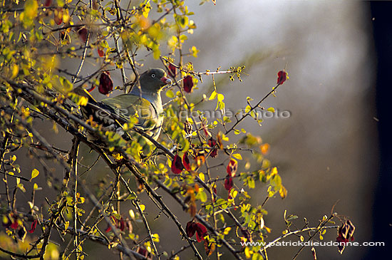 Green Pigeon - Colombar à front nu (Treron calva), Afrique du Sud (SAF-BIR-0011)