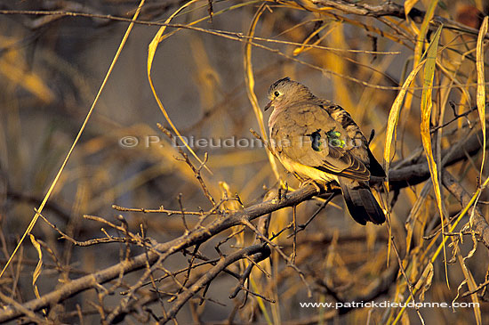 Greenspotted Dove (Turtur chalcospillos) - Tourterelle émeraudine, Af. du Sud (SAF-BIR-0012)