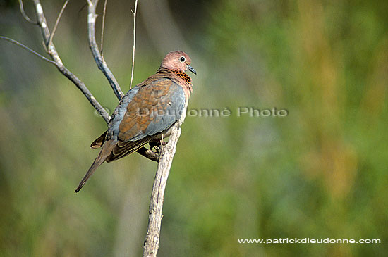 Laughing Dove (Streptopelia senegalensis) - Tourterelle maillée, S. Africa (saf-bir-0344)