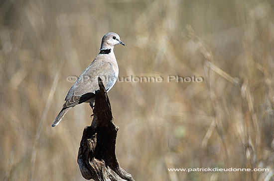 Cape Turtle Dove (Streptopelia capicola) - Tourterelle du Cap, Botswana (saf-bir-0348)