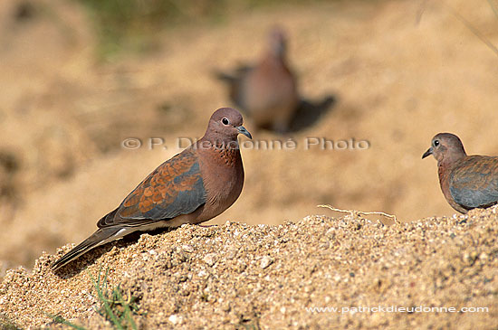 Laughing Dove (Streptopelia senegalensis) - Tourterelle maillée, S. Africa (saf-bir-0351)