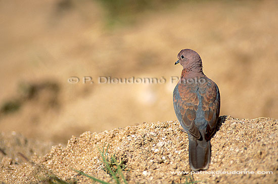 Laughing Dove (Streptopelia senegalensis) - Tourterelle maillée, S. Africa (saf-bir-0353)