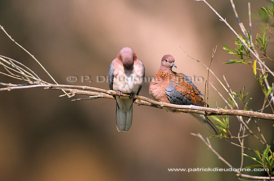 Laughing Dove (Streptopelia senegalensis) - Tourterelle maillée, S. Africa