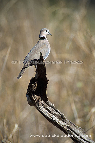 Cape Turtle Dove (Streptopelia capicola) - Tourterelle du Cap, Botswana (saf-bir-0530)