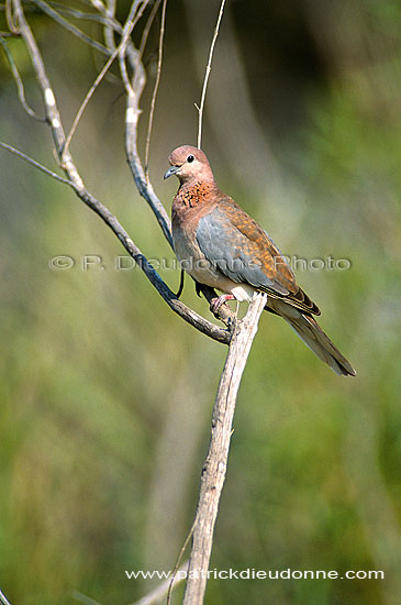 Laughing Dove (Streptopelia senegalensis) - Tourterelle maillée, Afrique du sud (saf-bir-0531)