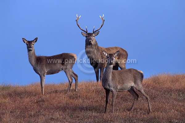 Red Deer, Harris, Hebrides, Scotland - Cerfs, Ecosse - 18955