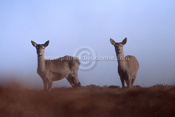 Red Deer, Harris, Hebrides, Scotland - Cerfs, Ecosse - 18956