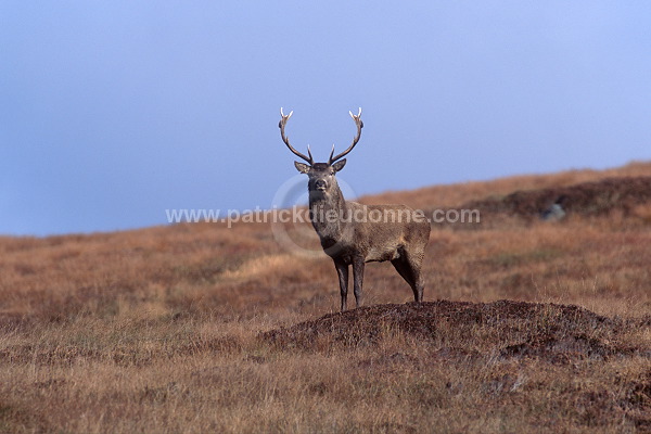 Red Deer, Harris, Hebrides, Scotland - Cerfs, Ecosse - 18957