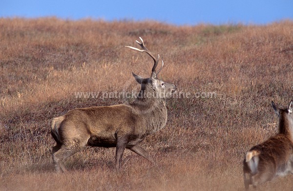 Red Deer, Harris, Hebrides, Scotland - Cerf, Ecosse - 18958